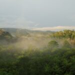 Endnu en dag i junglen