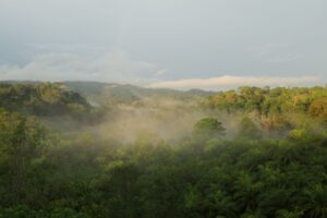 Endnu en dag i junglen